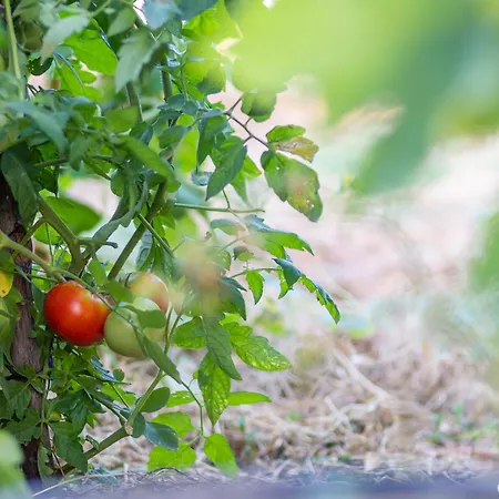 Grandfather's House Βίλα Stankovci (Zadar)