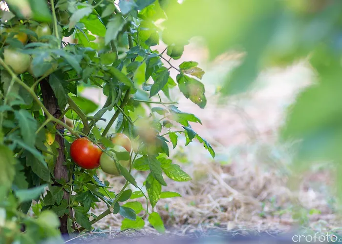 Grandfather's House Vila Stankovci (Zadar)